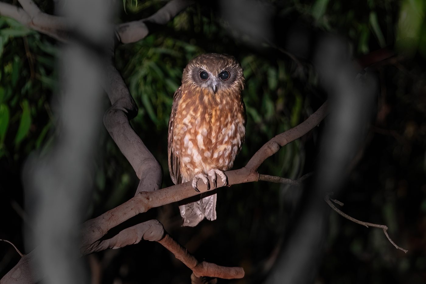 Australian boobook owl
