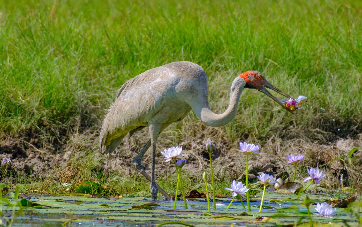 Brolga
