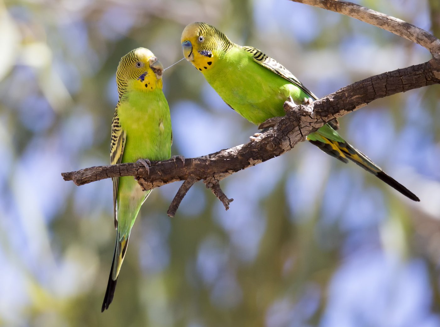 Budgerigar