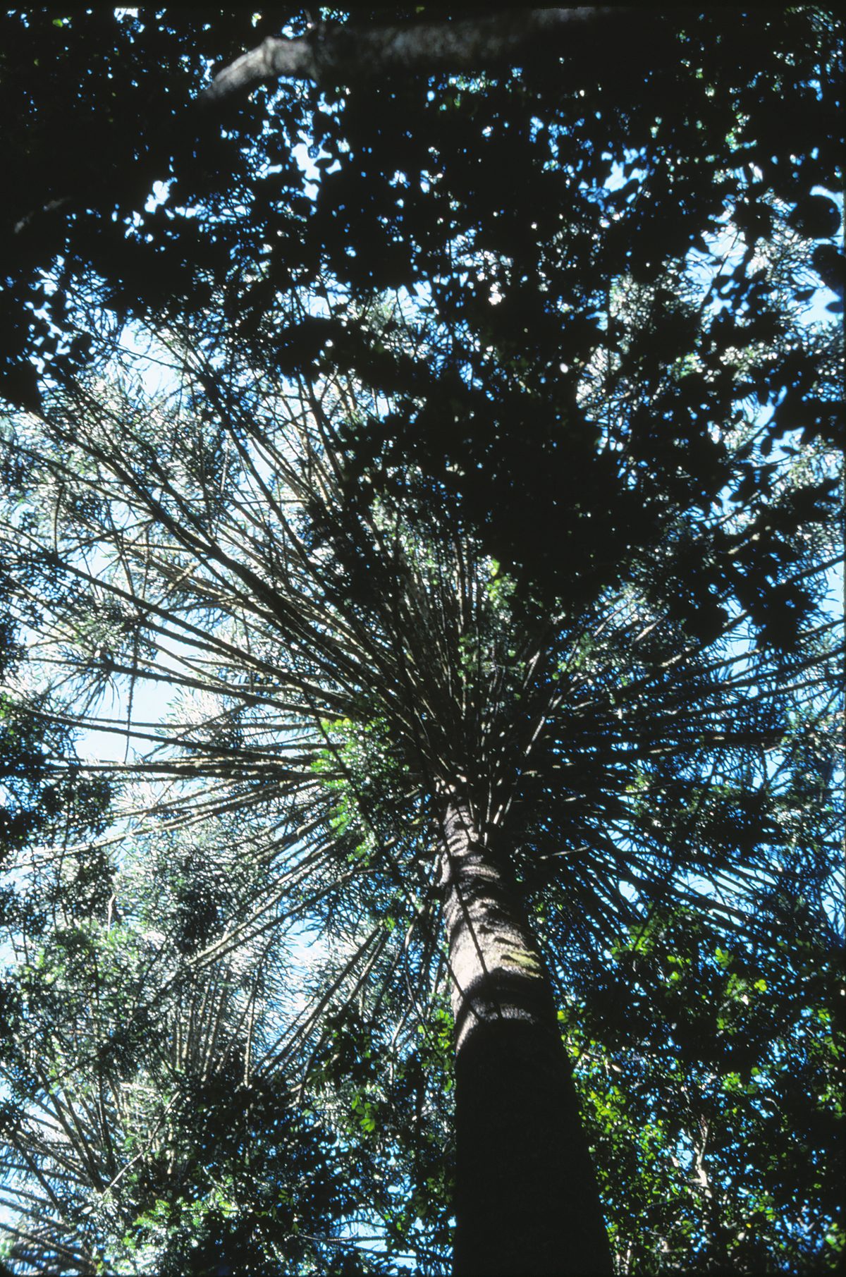Bunya pine