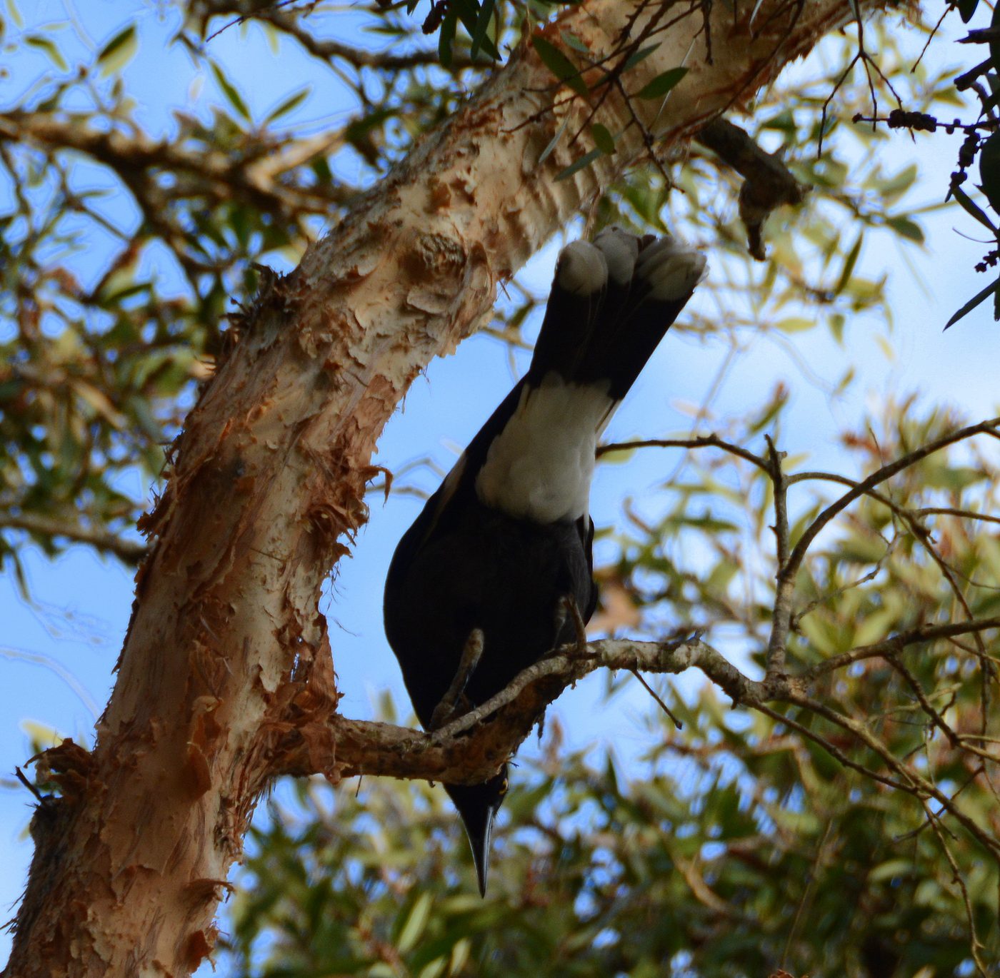Currawong perched on a branch
