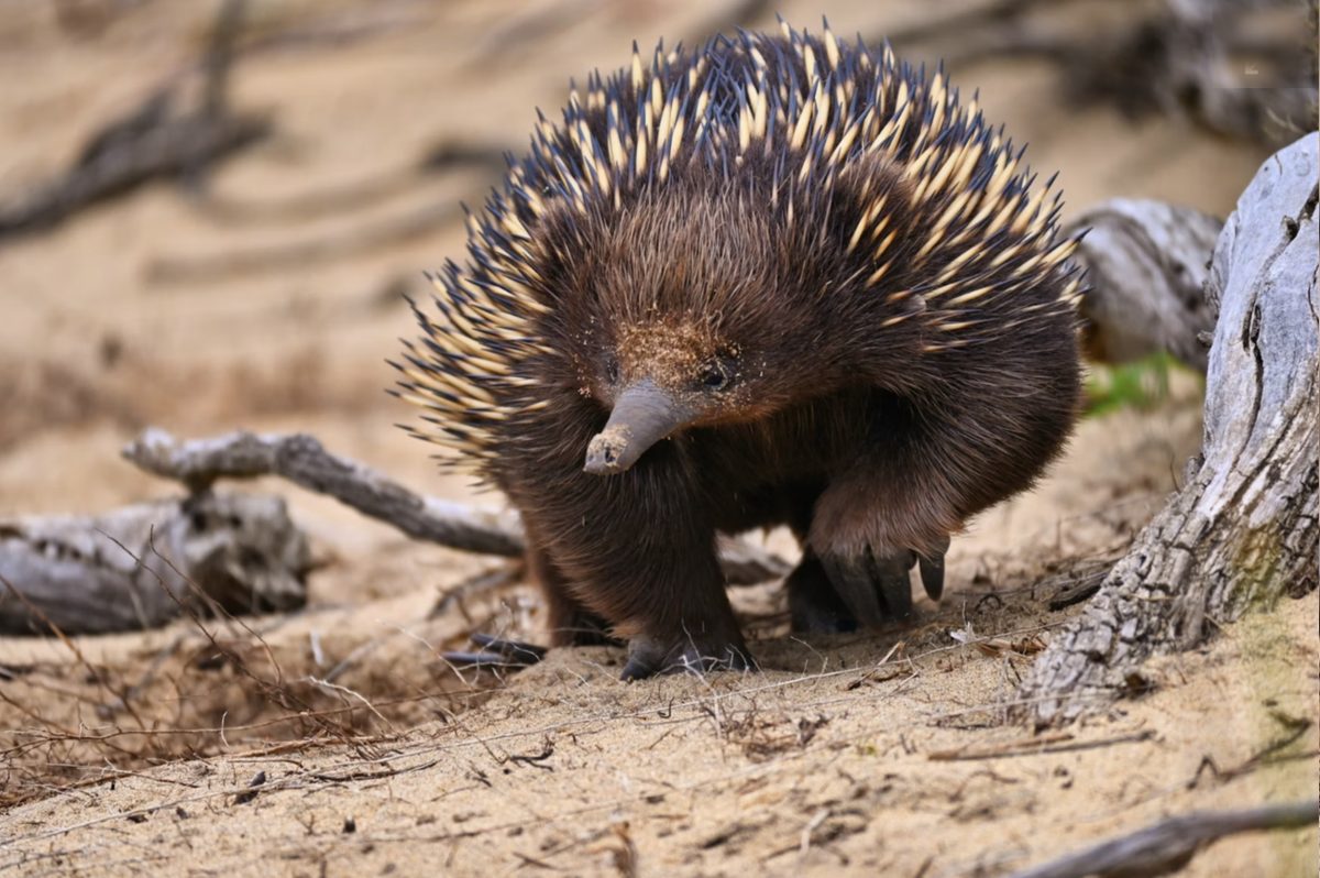A short-beaked echidna walking across sandy ground