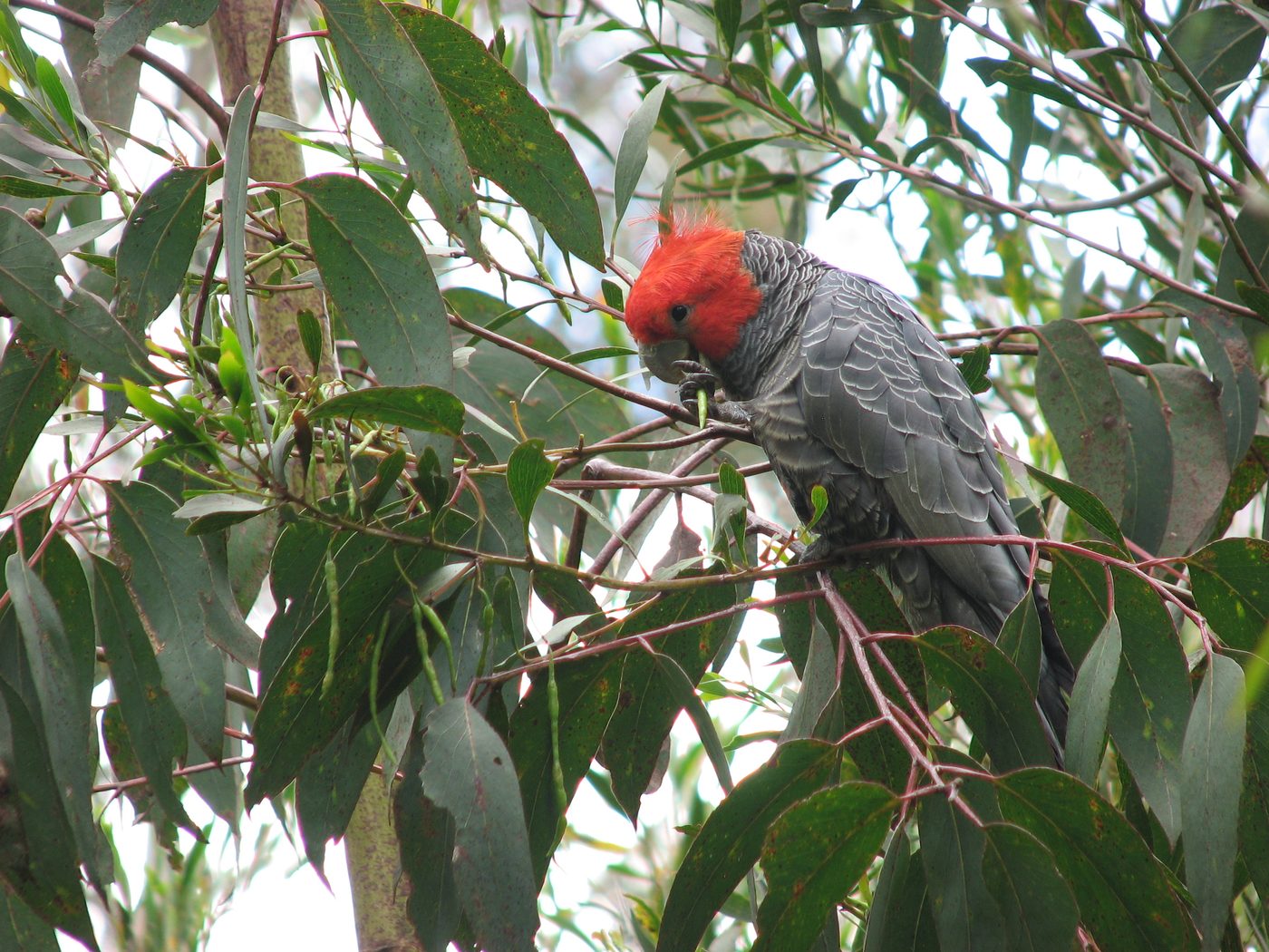 Gang-gang cockatoo