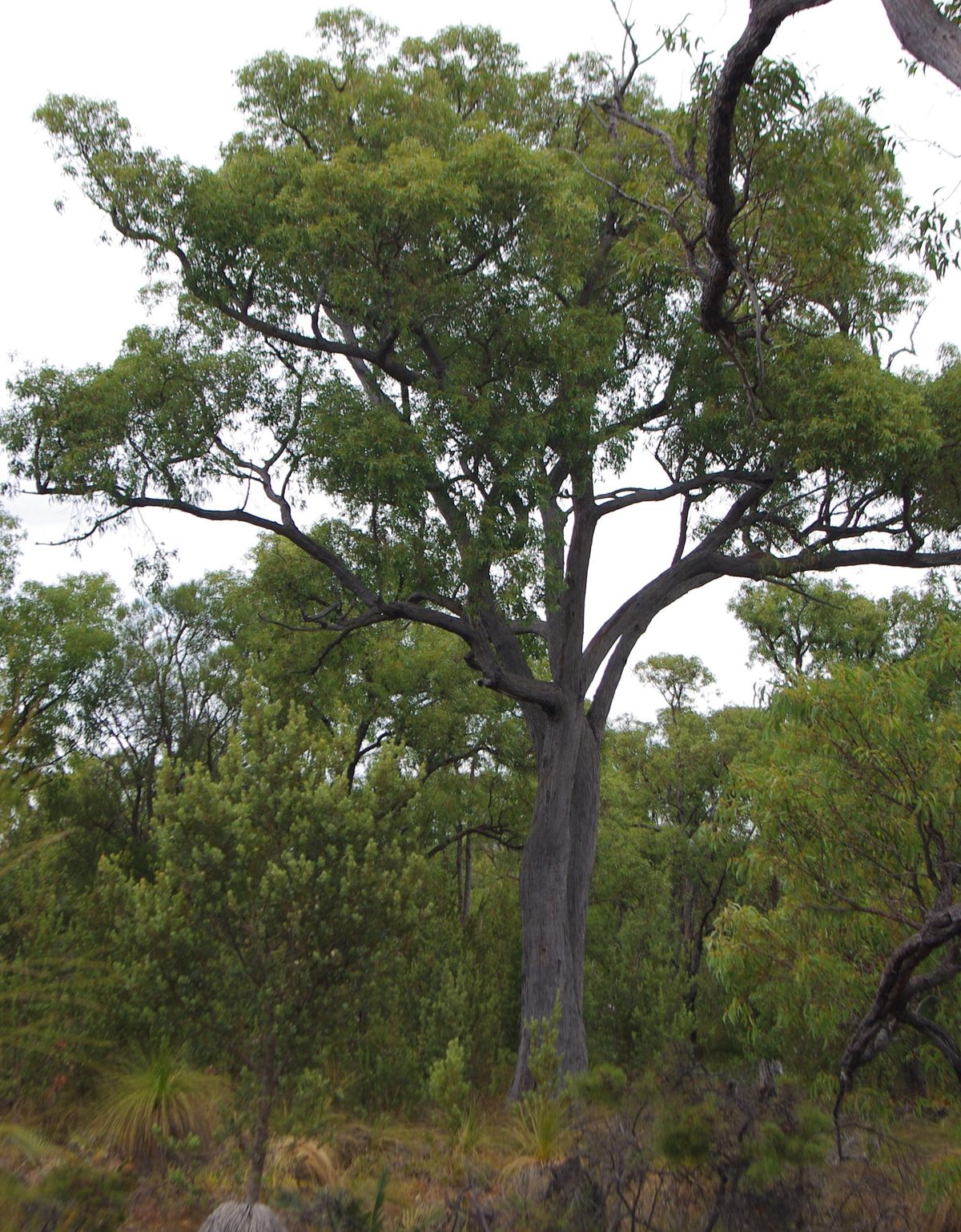 Jarrah eucalyptus