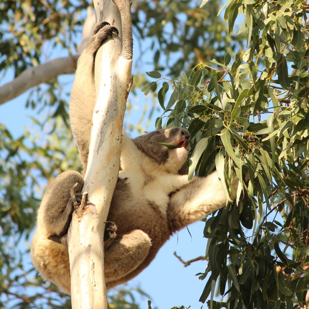 Koala in a eucalyptus tree