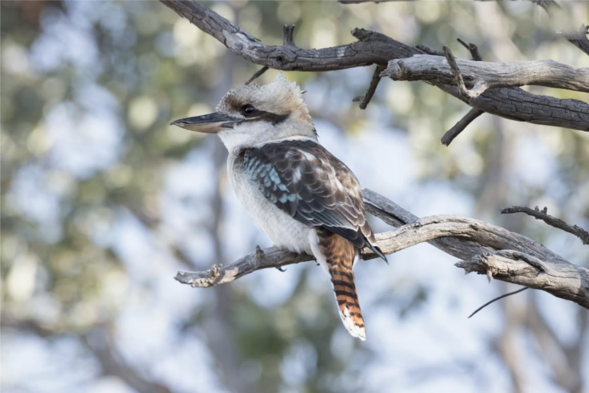 Kookaburra