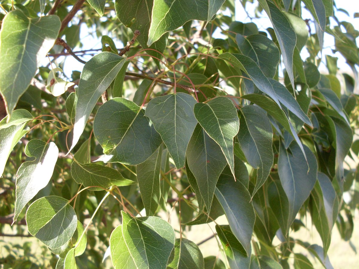 Kurrajong tree