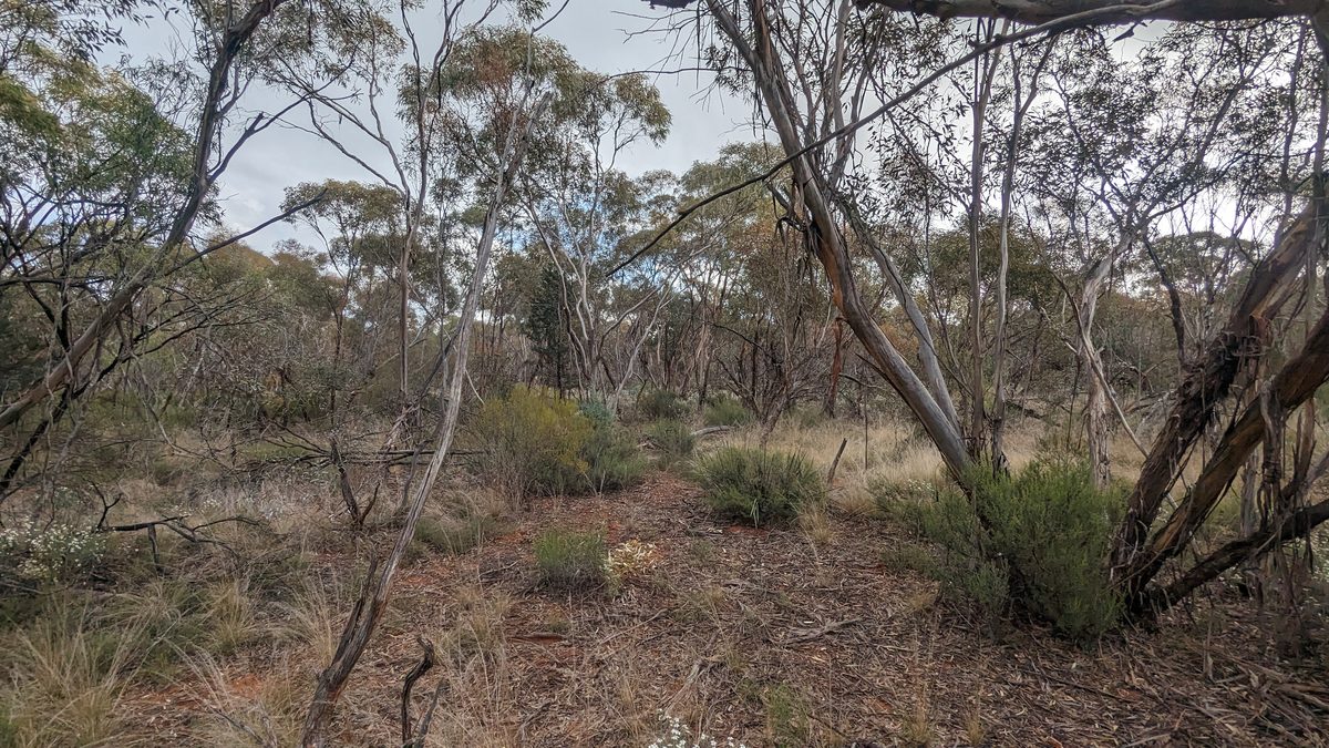 Mallee scrubland