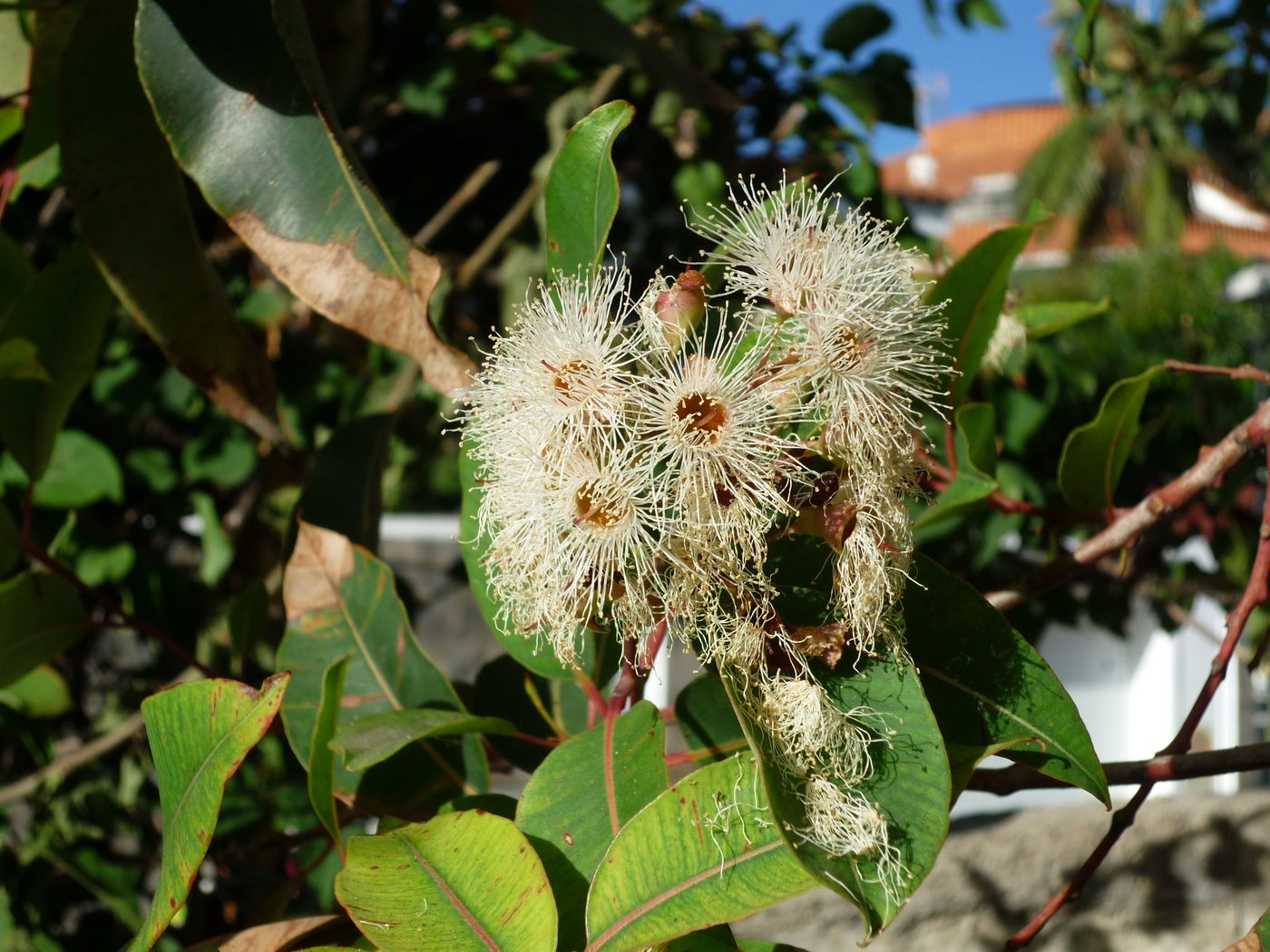 Marri tree in flower