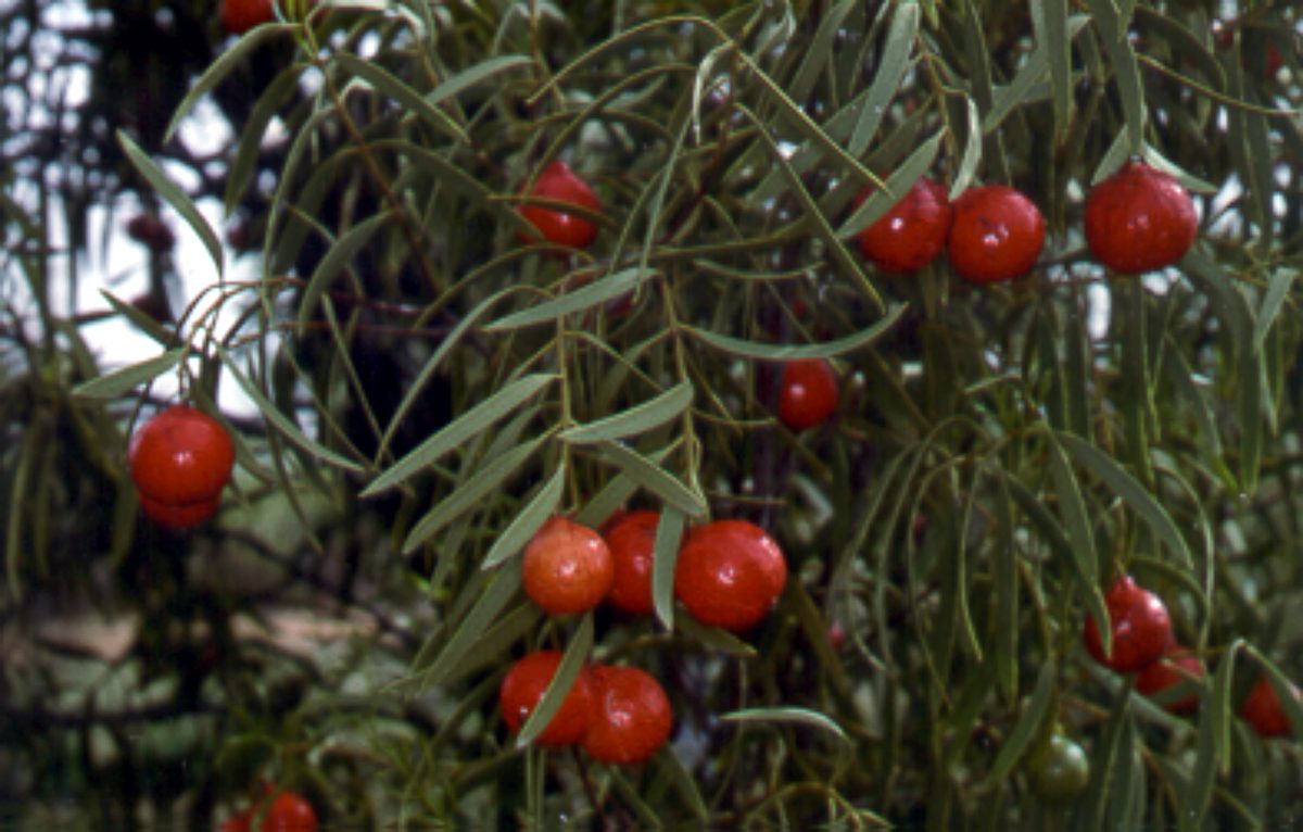 Quandong fruit