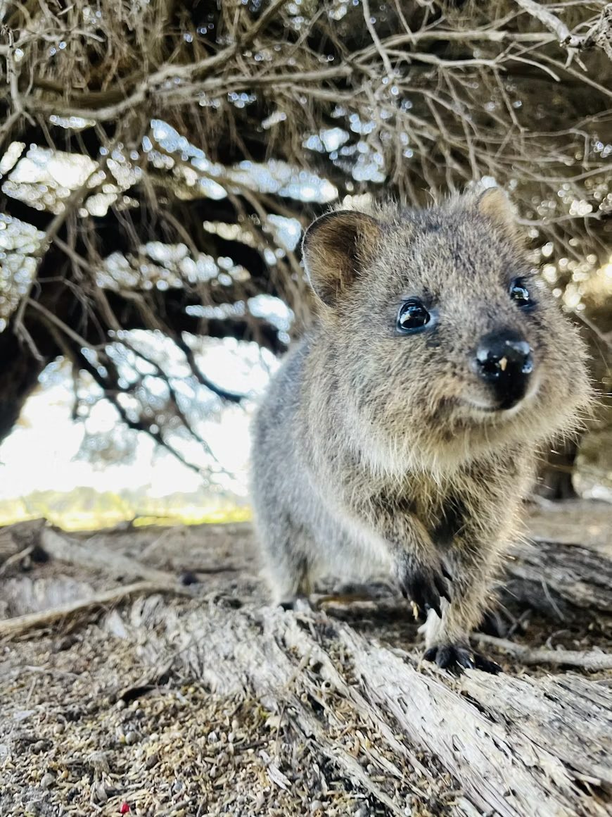 Quokka