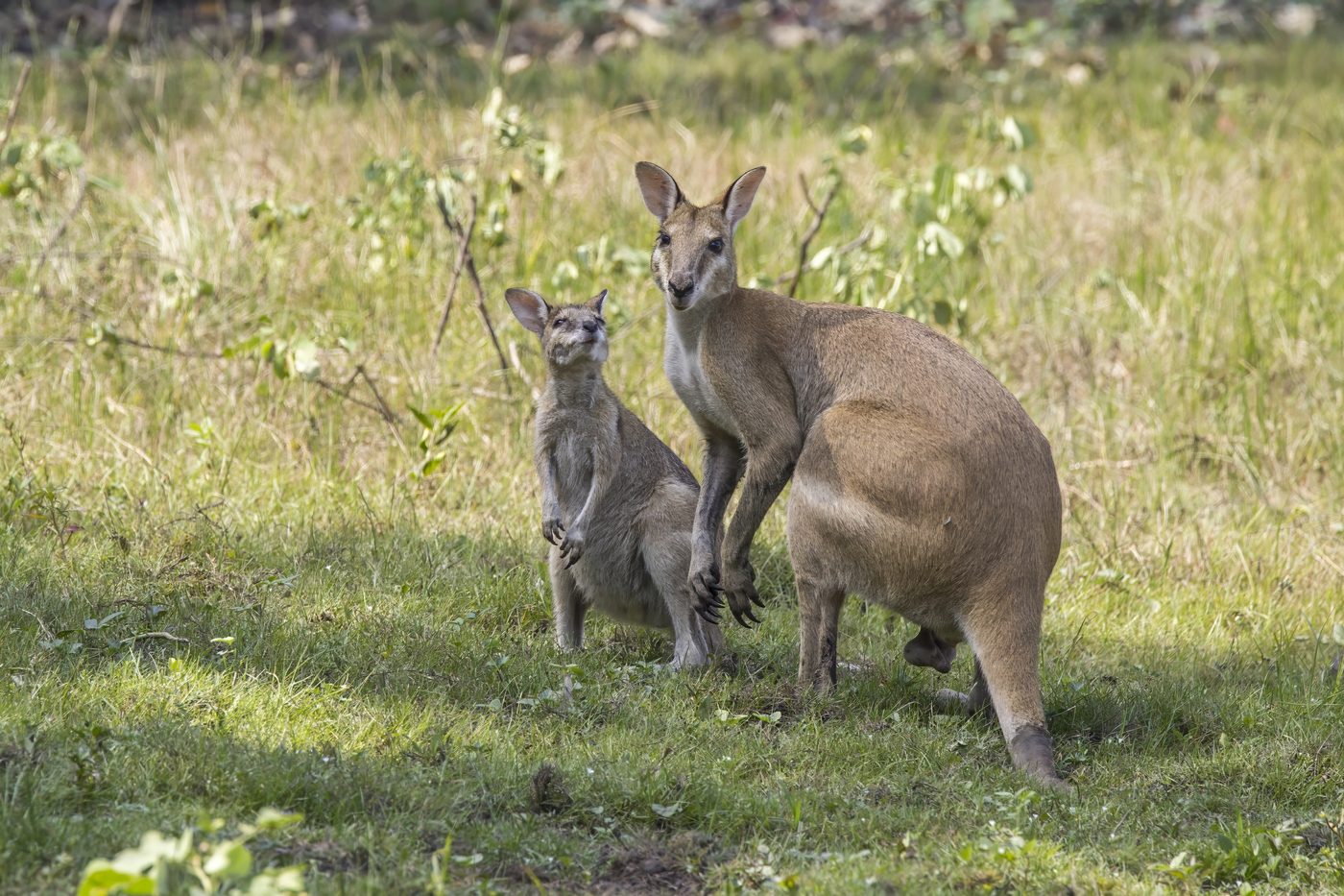 Wallaby