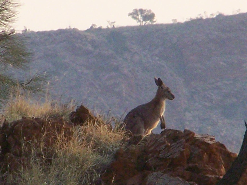 Wallaroo on rocky ground